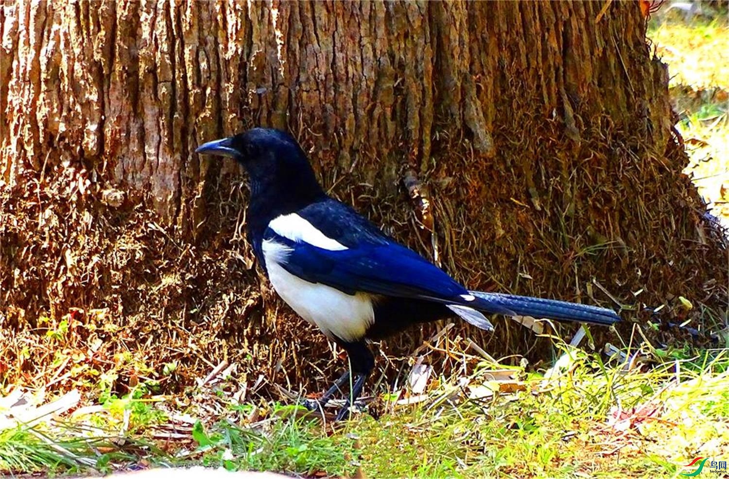 DSC00857 - ����.JPG