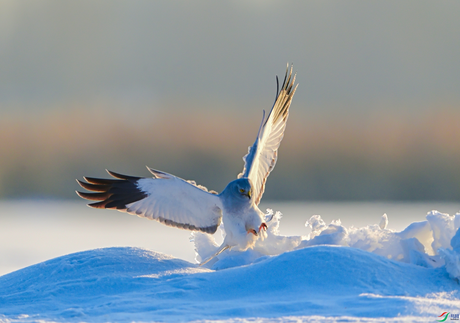 ��ϼӳ�������