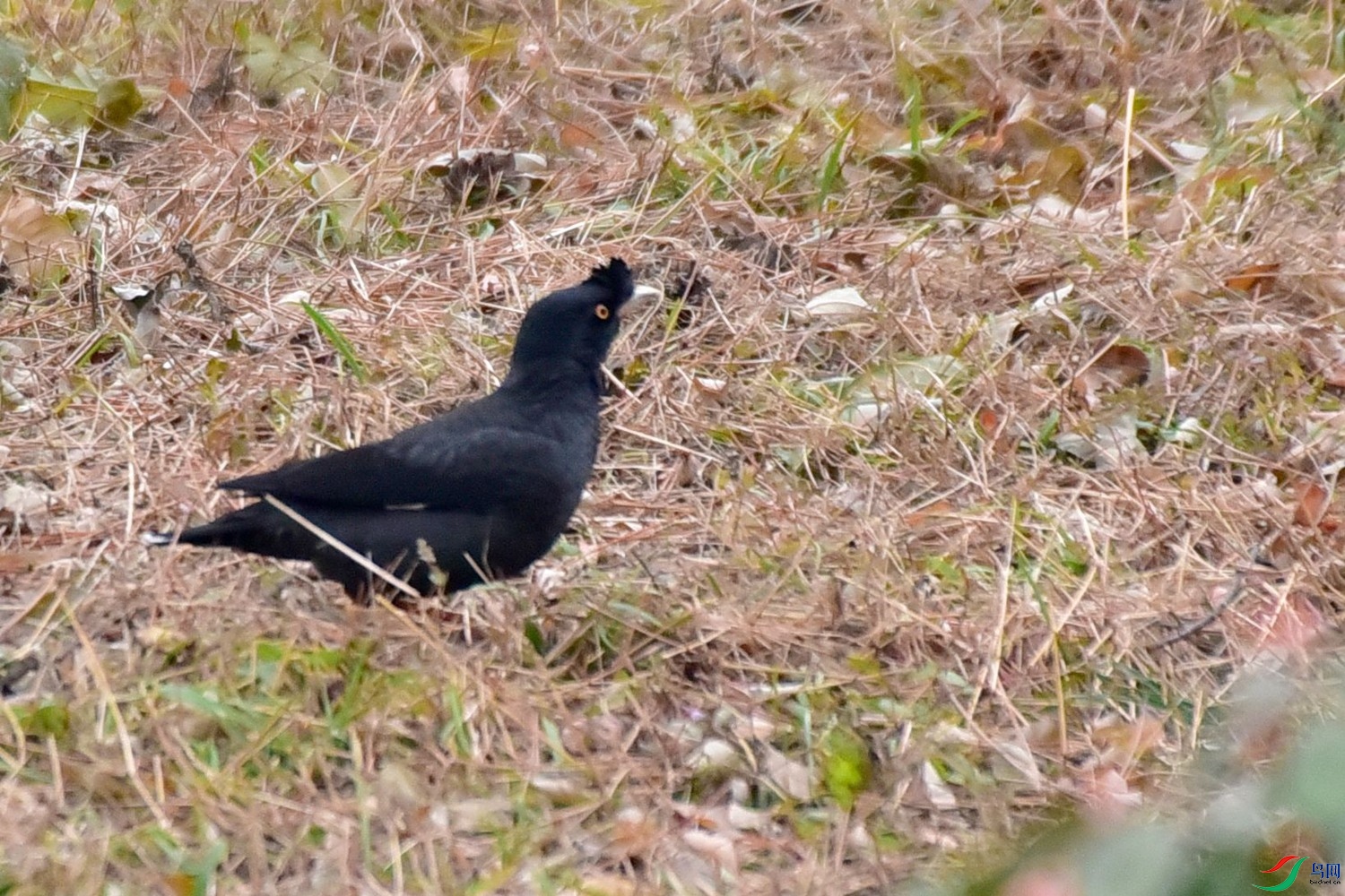 DSC_3174.JPG