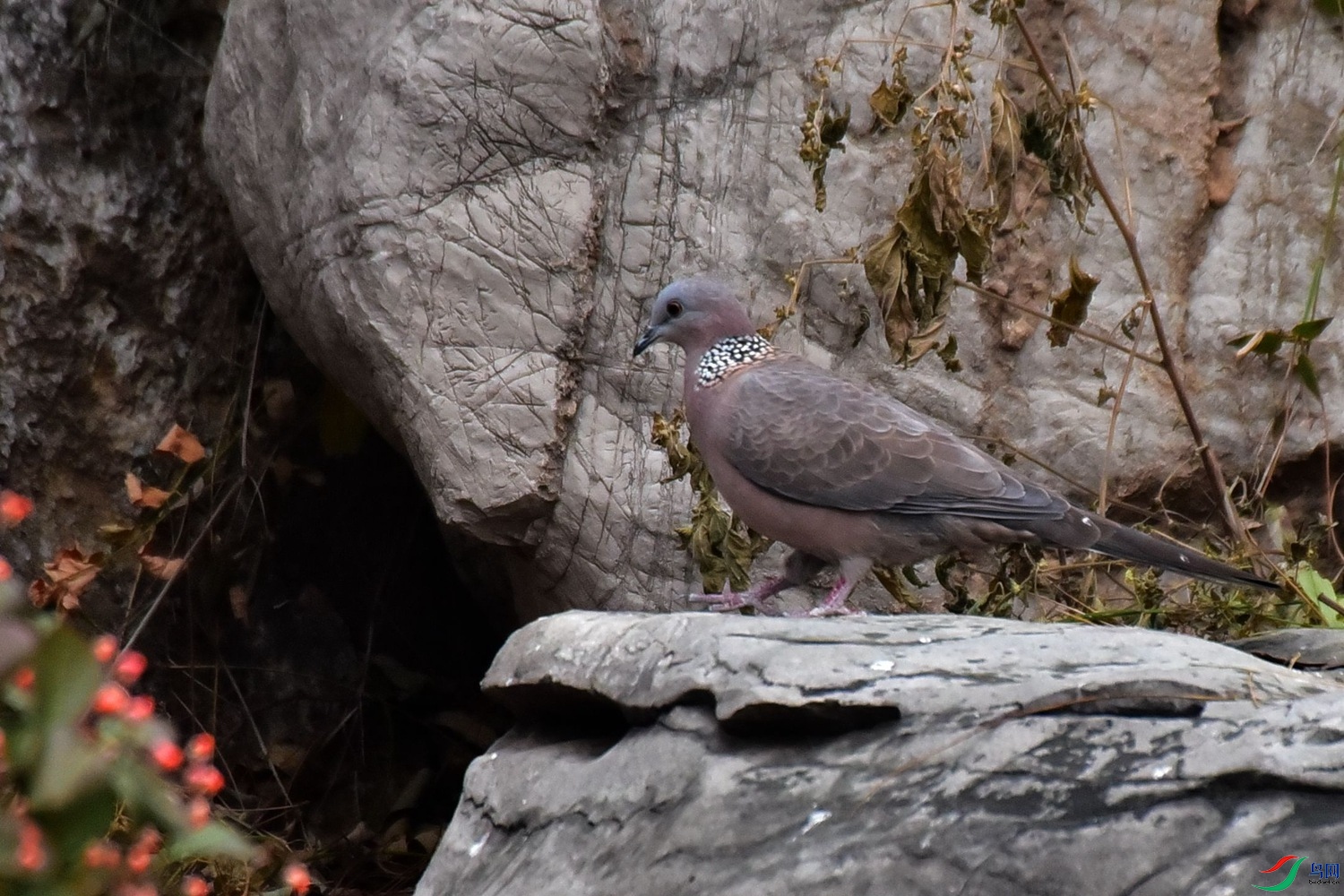 DSC_3206.JPG