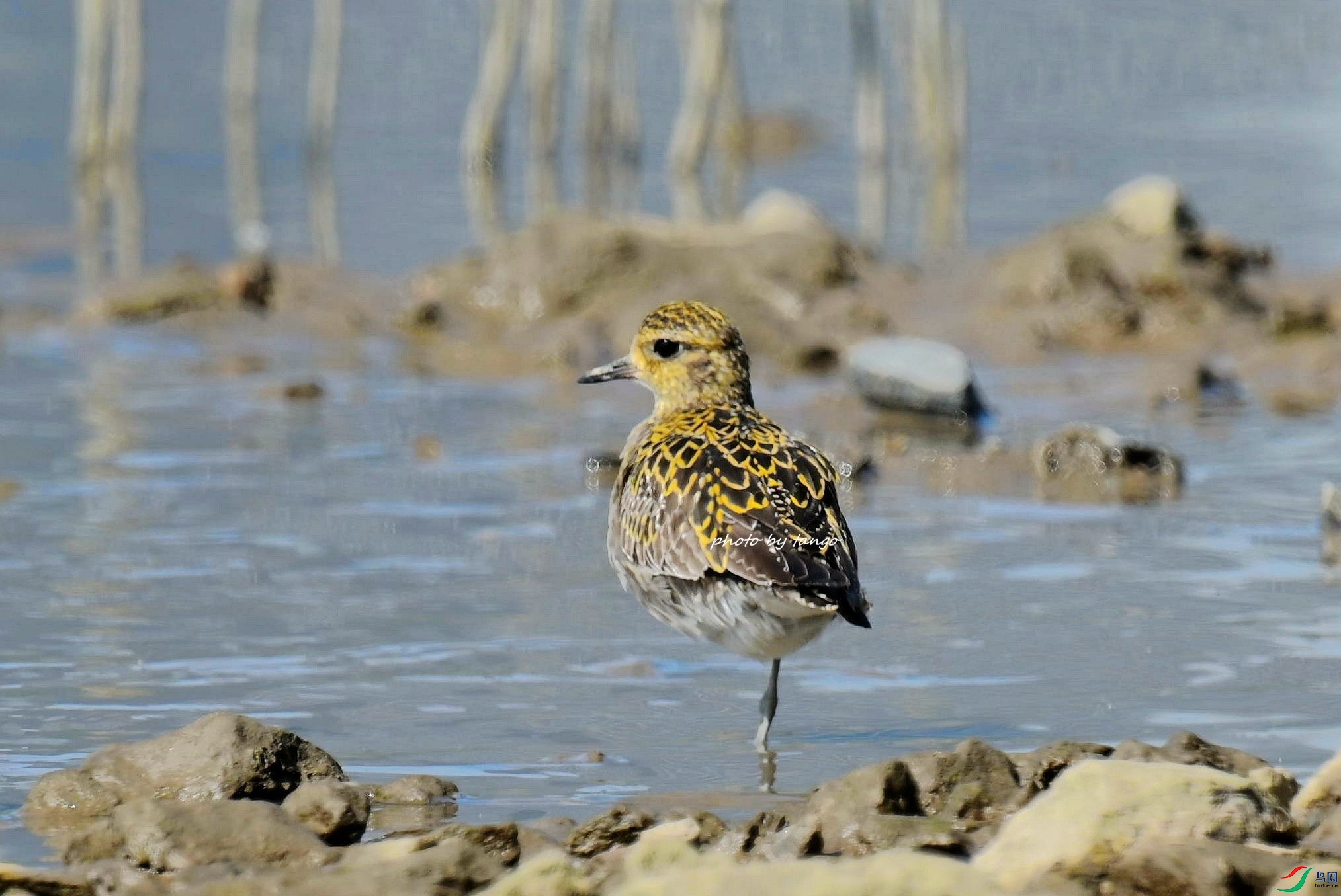 DSC_6538_���� (3).jpg