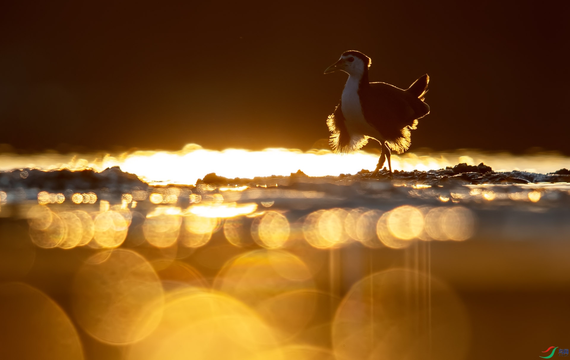 DSC_2474 ����1.jpg