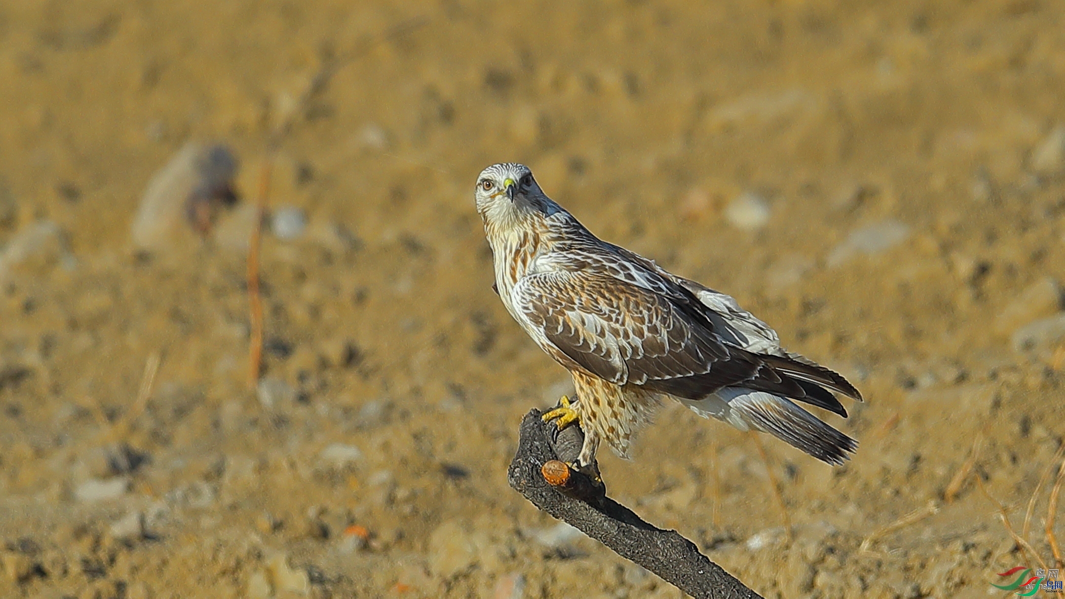 mahongqi123  ��ʦ����.jpg