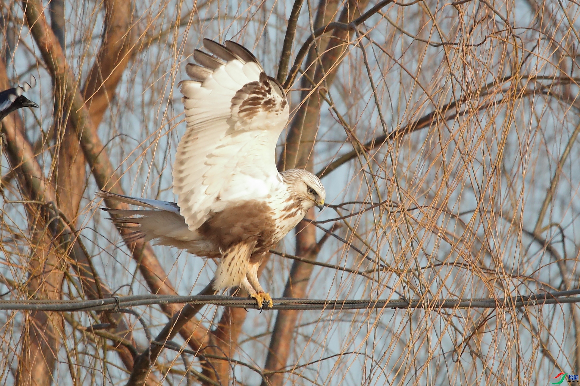 �Ϸ���-tom  ��ʦ�����ںӱ�ʡʯ��ׯ��.jpg