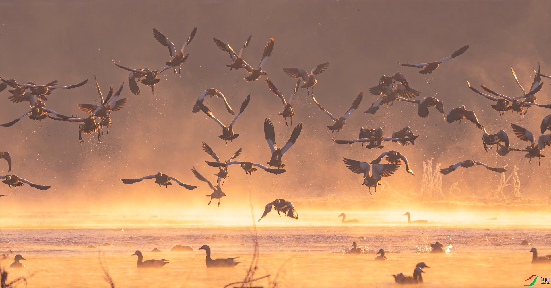 DSC01115-denoise-denoise (2).jpg