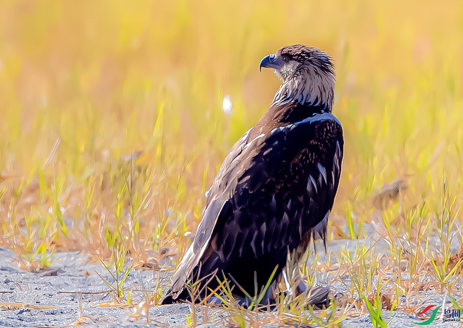 С�߶�ֺ�� ���� 2.jpg