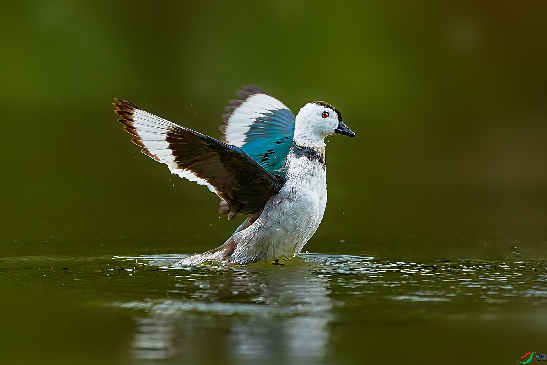 水鸟棉凫恭贺获首页精华