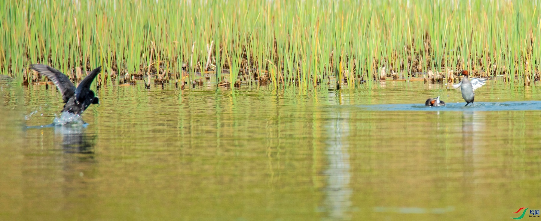 ������� (2).jpg