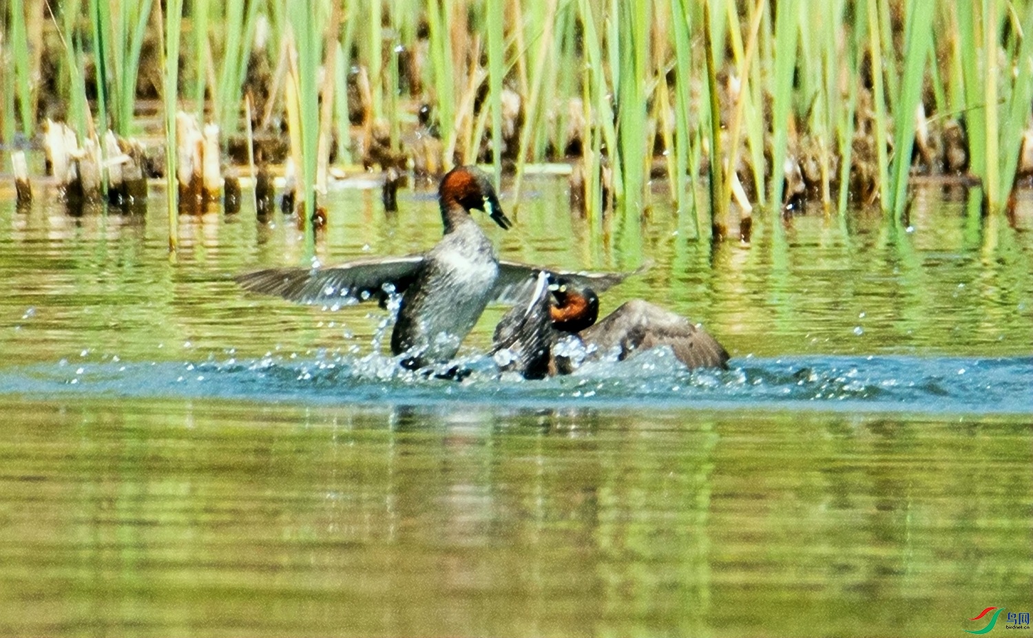 ������� (1).jpg