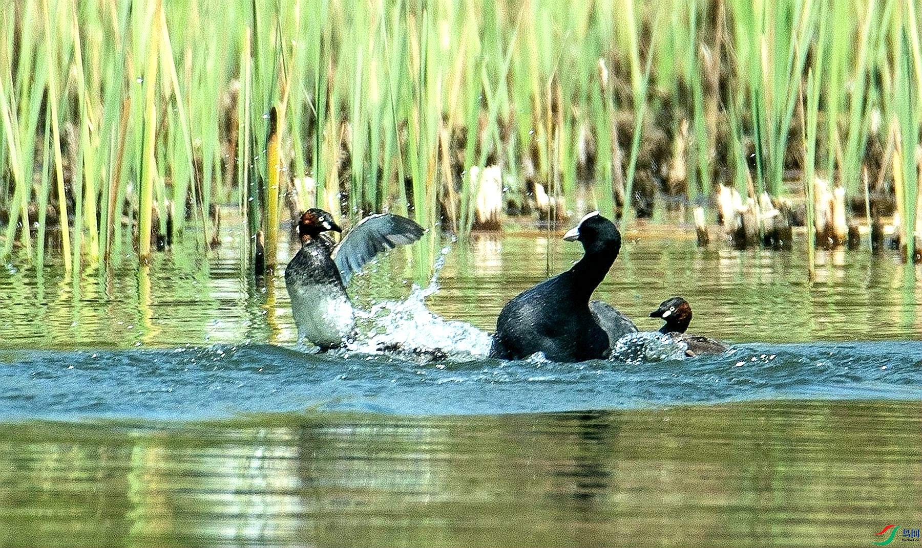 ������� (4).jpg