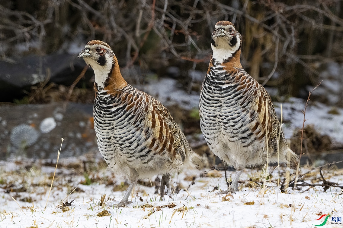 DSC_1526 ����.jpg