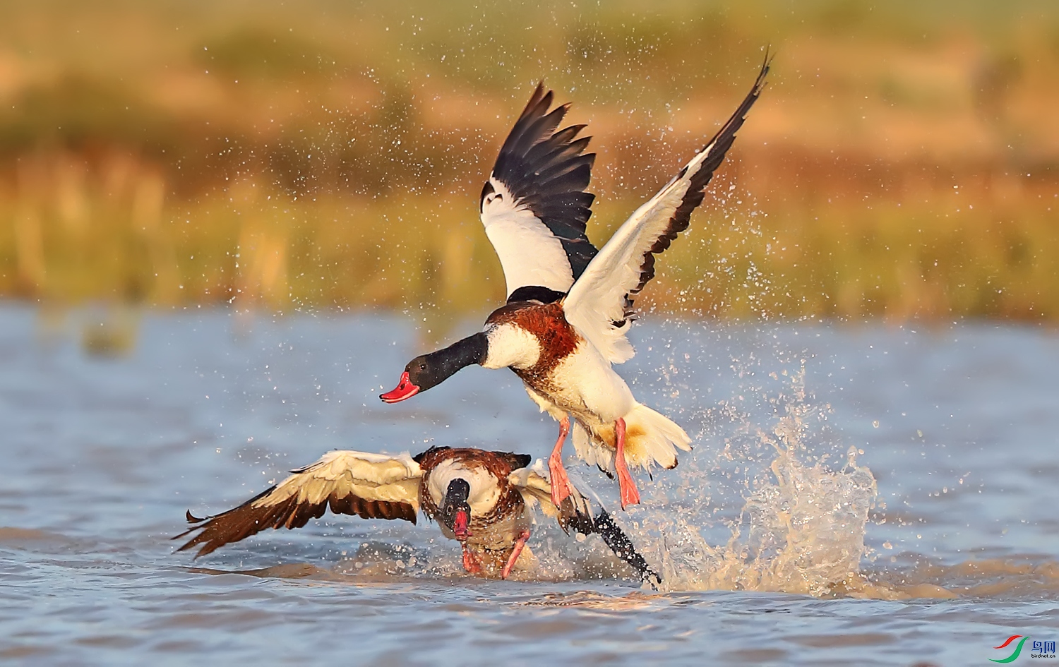 有水花的鸭子打架
