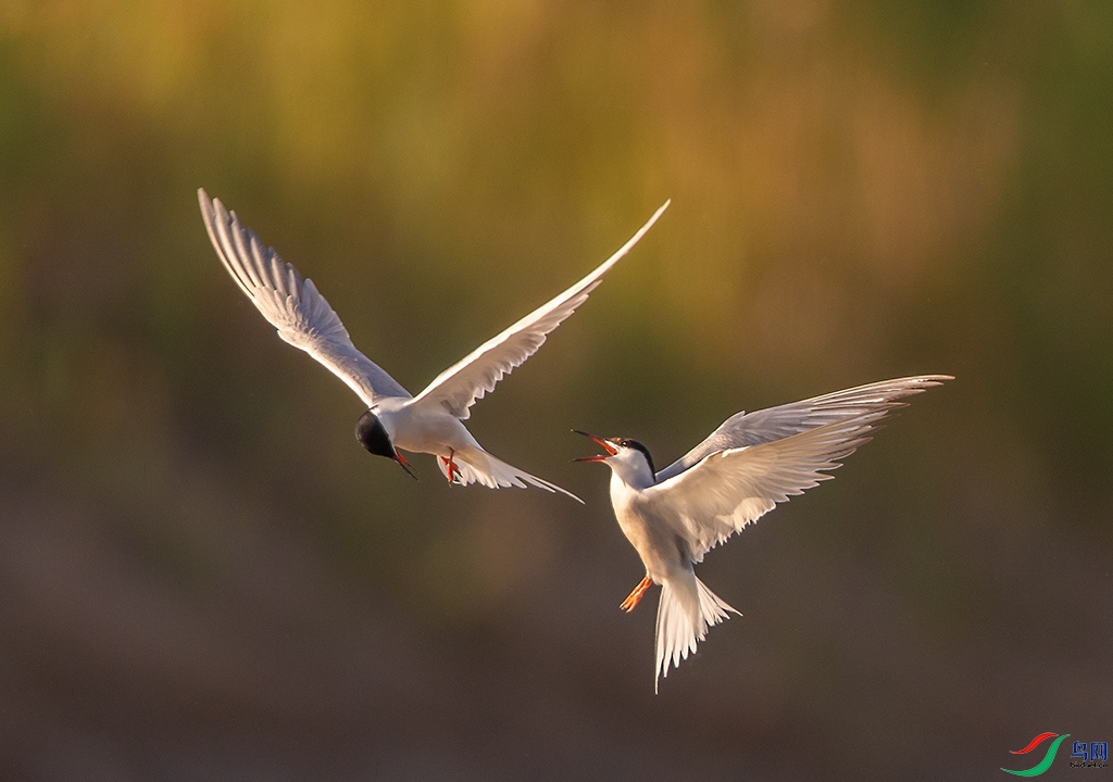 ���н���