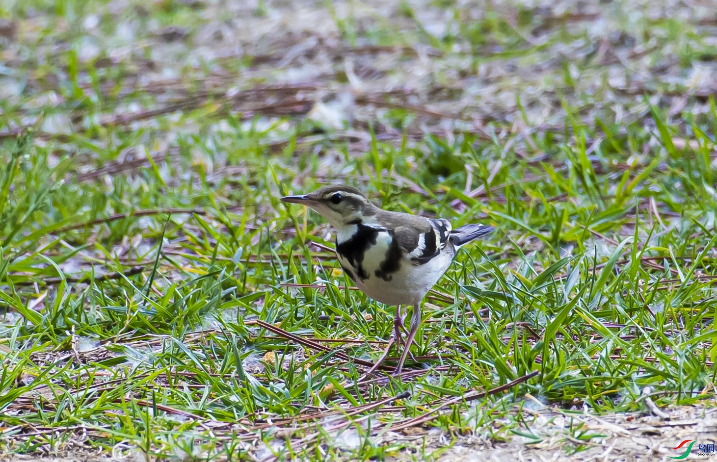 DSC_2667.jpg