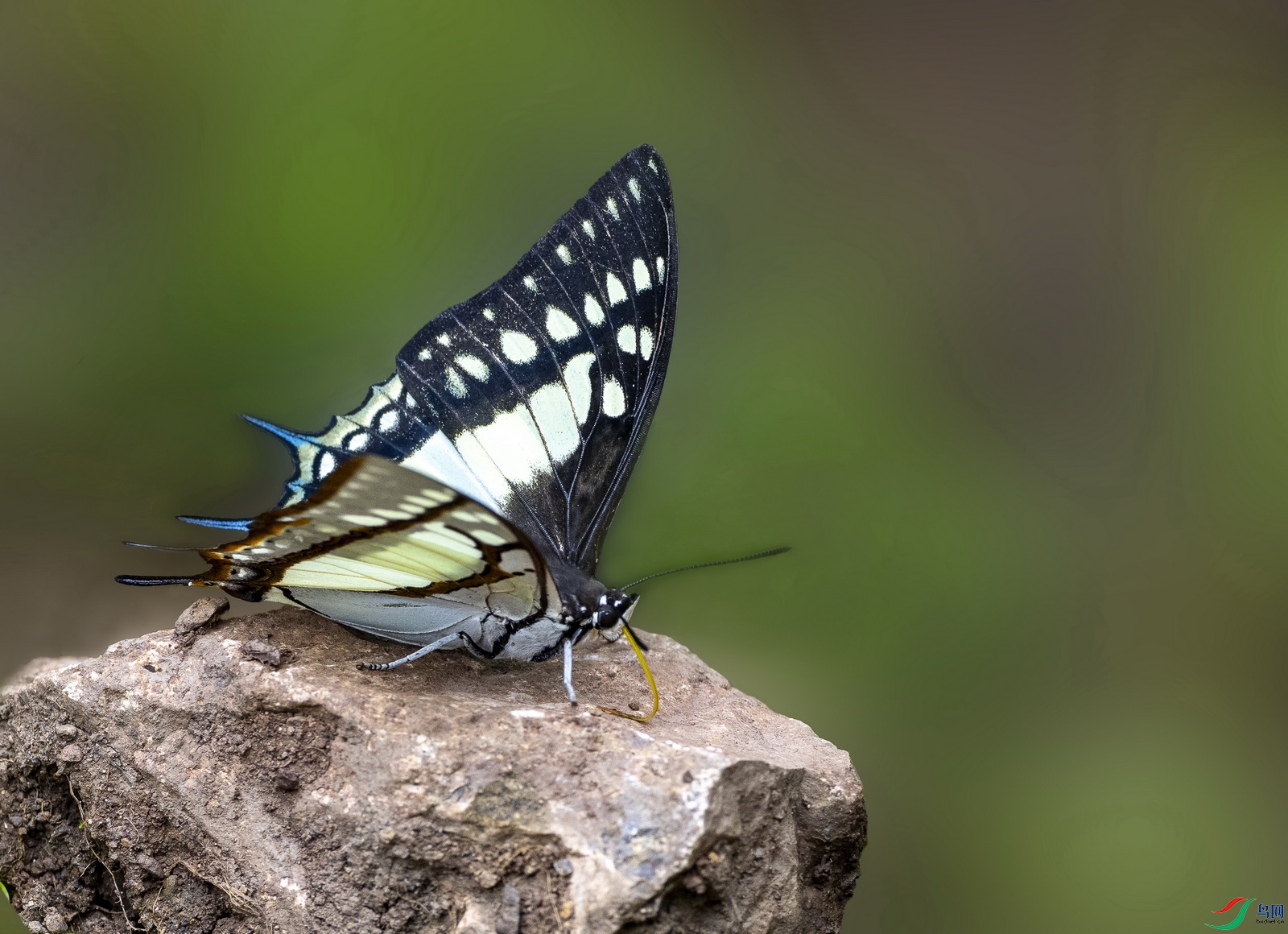 ���β�̵� (2)-1.jpg