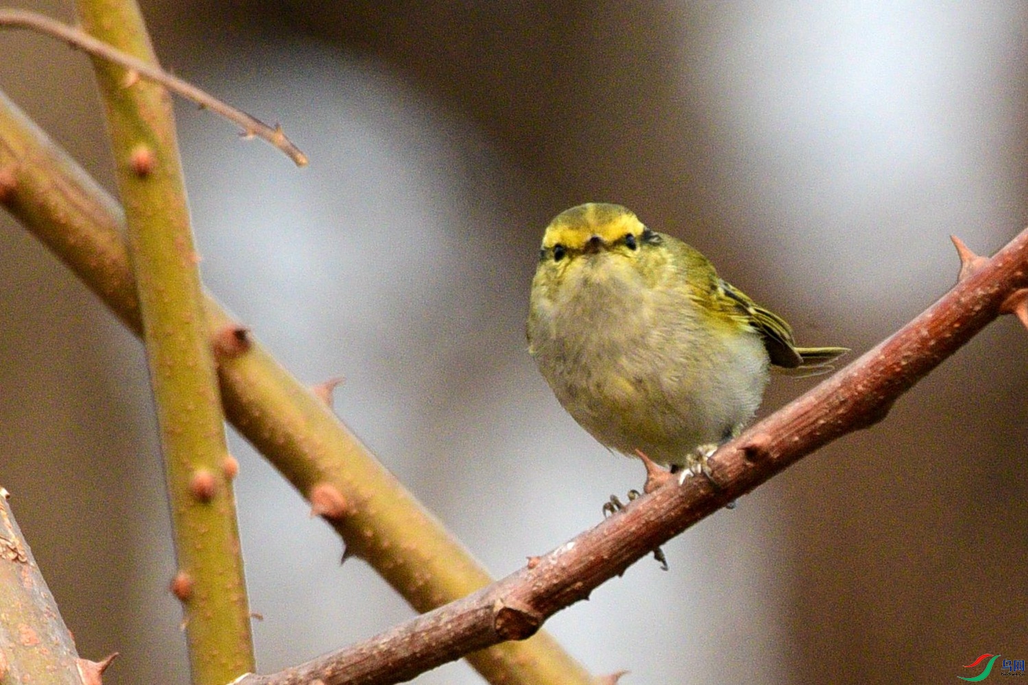 DSC_2033.JPG