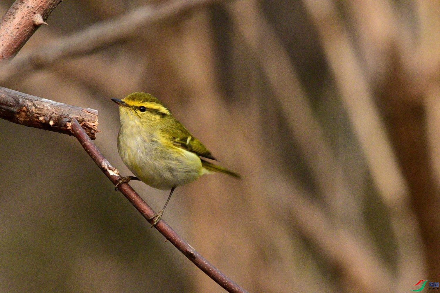 DSC_2065.JPG