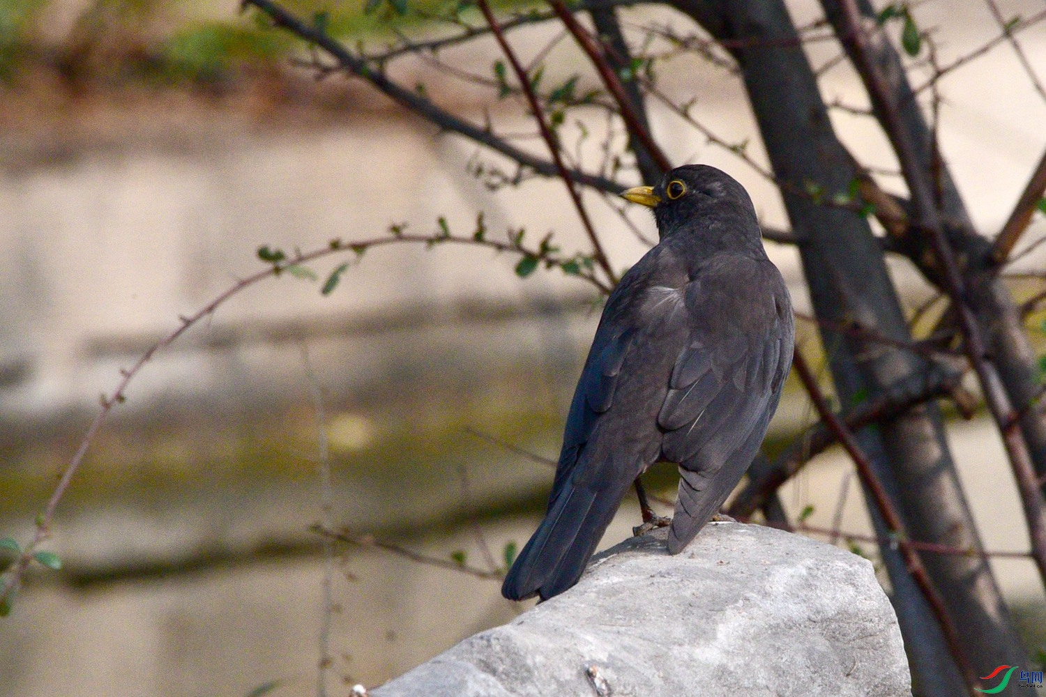 DSC_2406.JPG