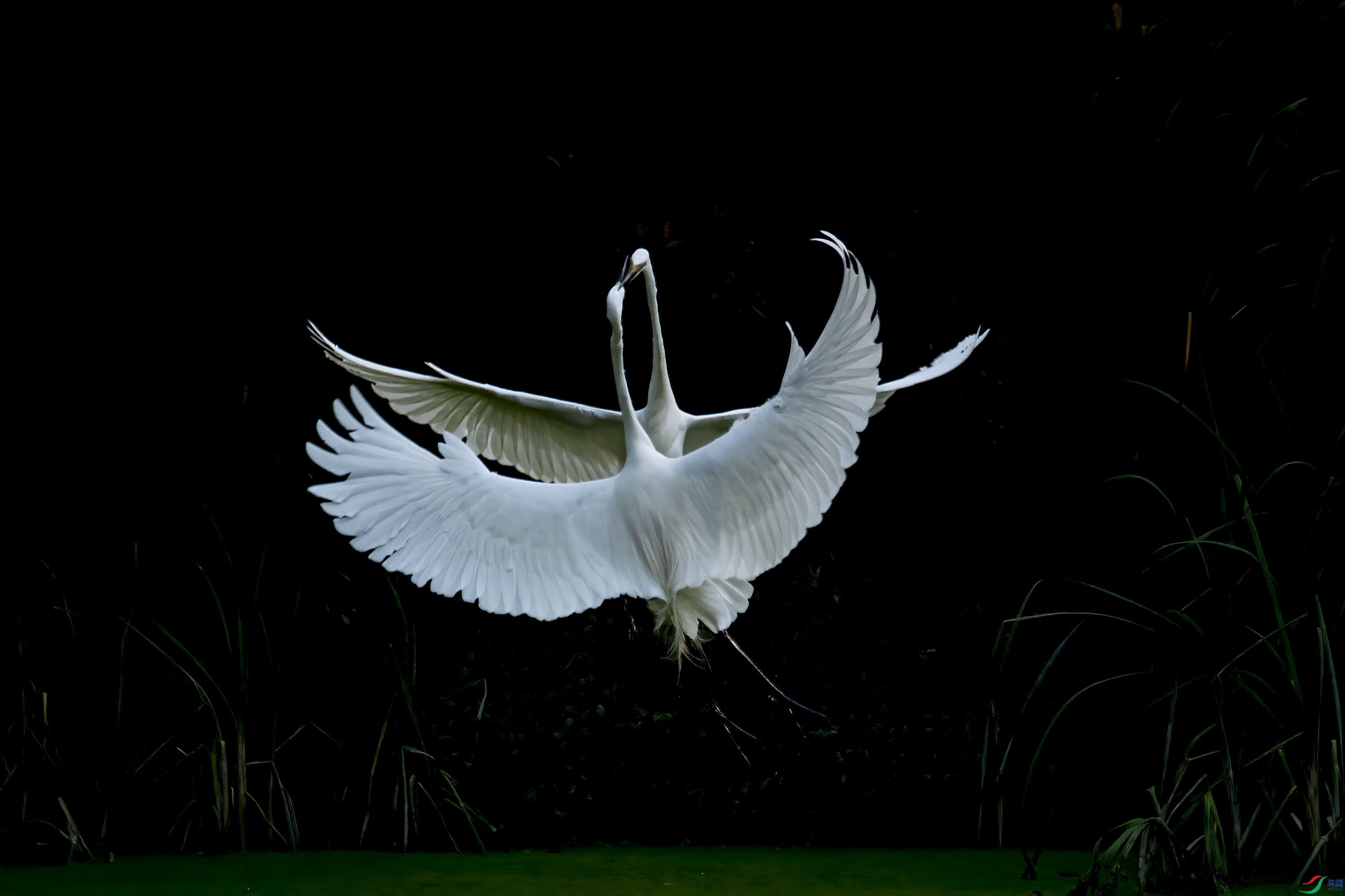 DSC_3797x.jpg