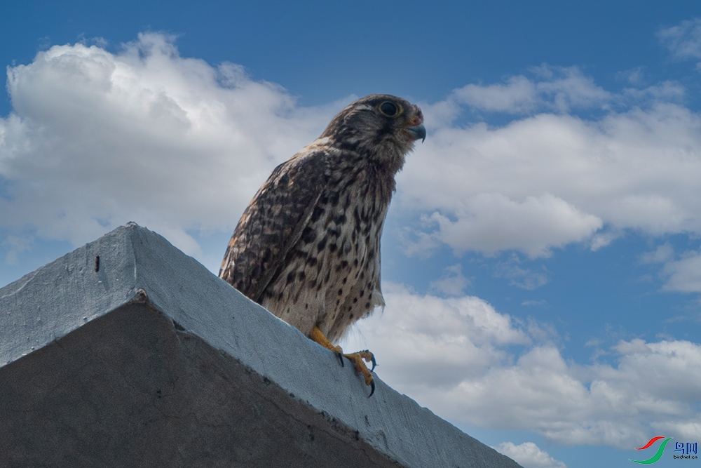 DSC01463 - ����.jpg