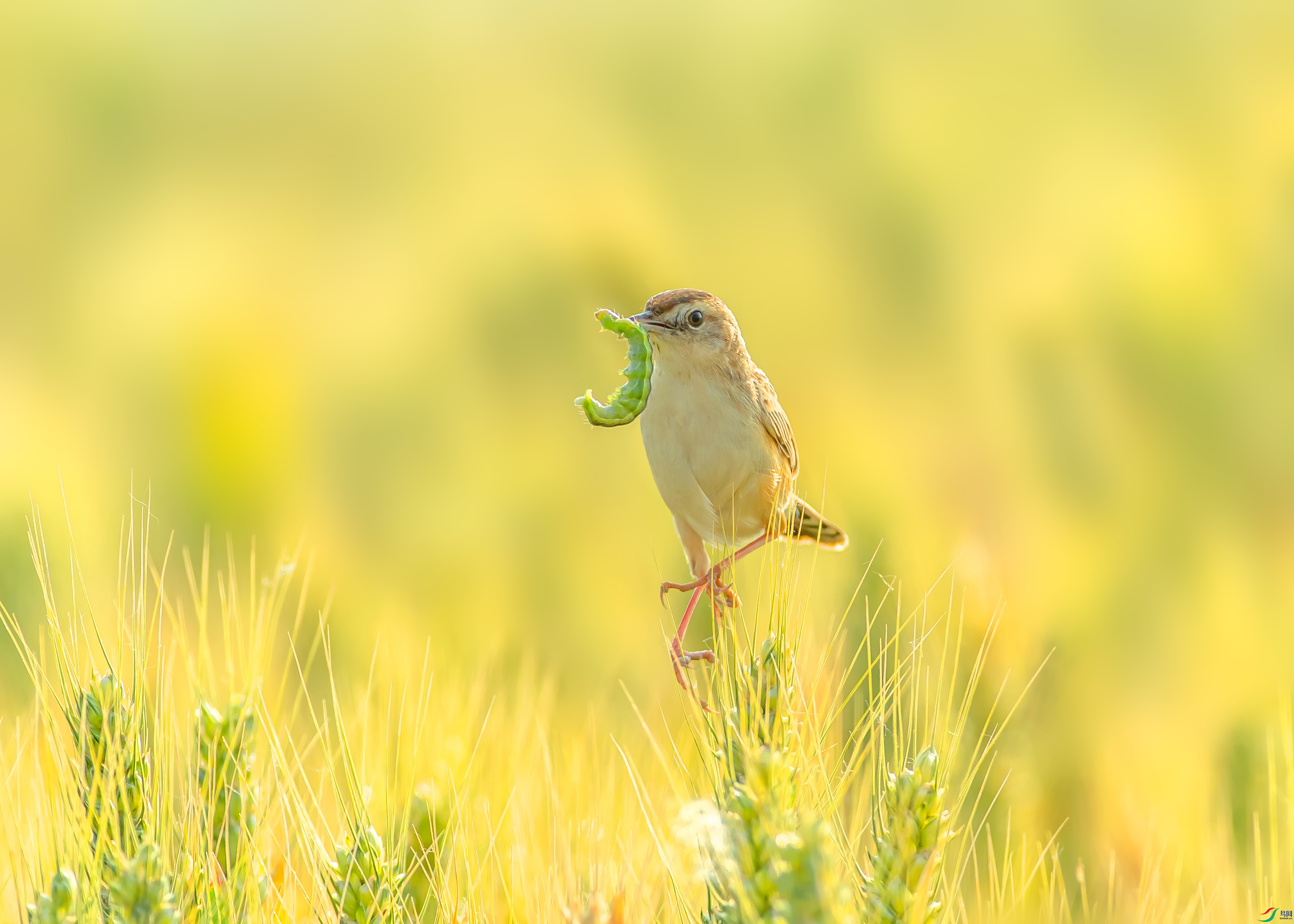 麦芒上的小精灵