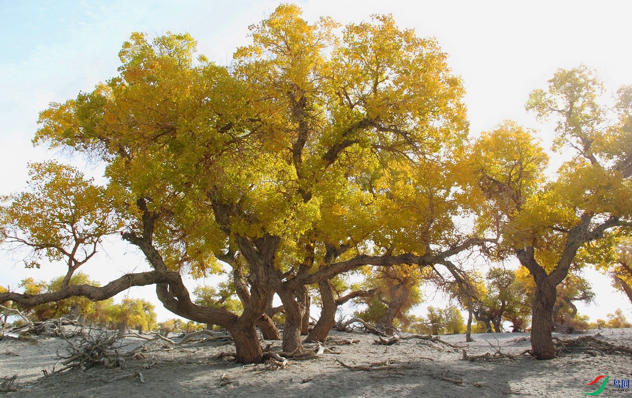 �����ӳ�� 2.jpg