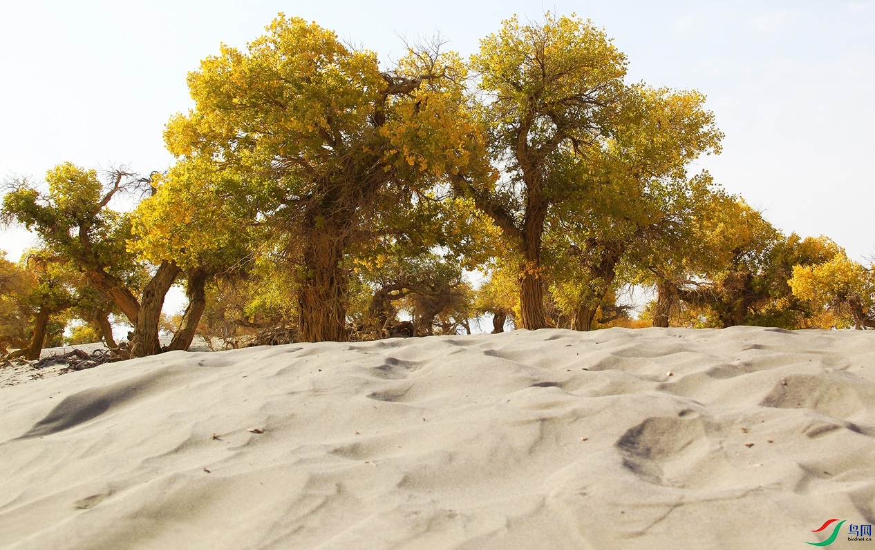 �����ӳ�� 3.jpg