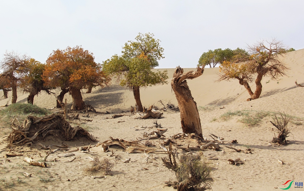 �����ӳ�� 7.jpg