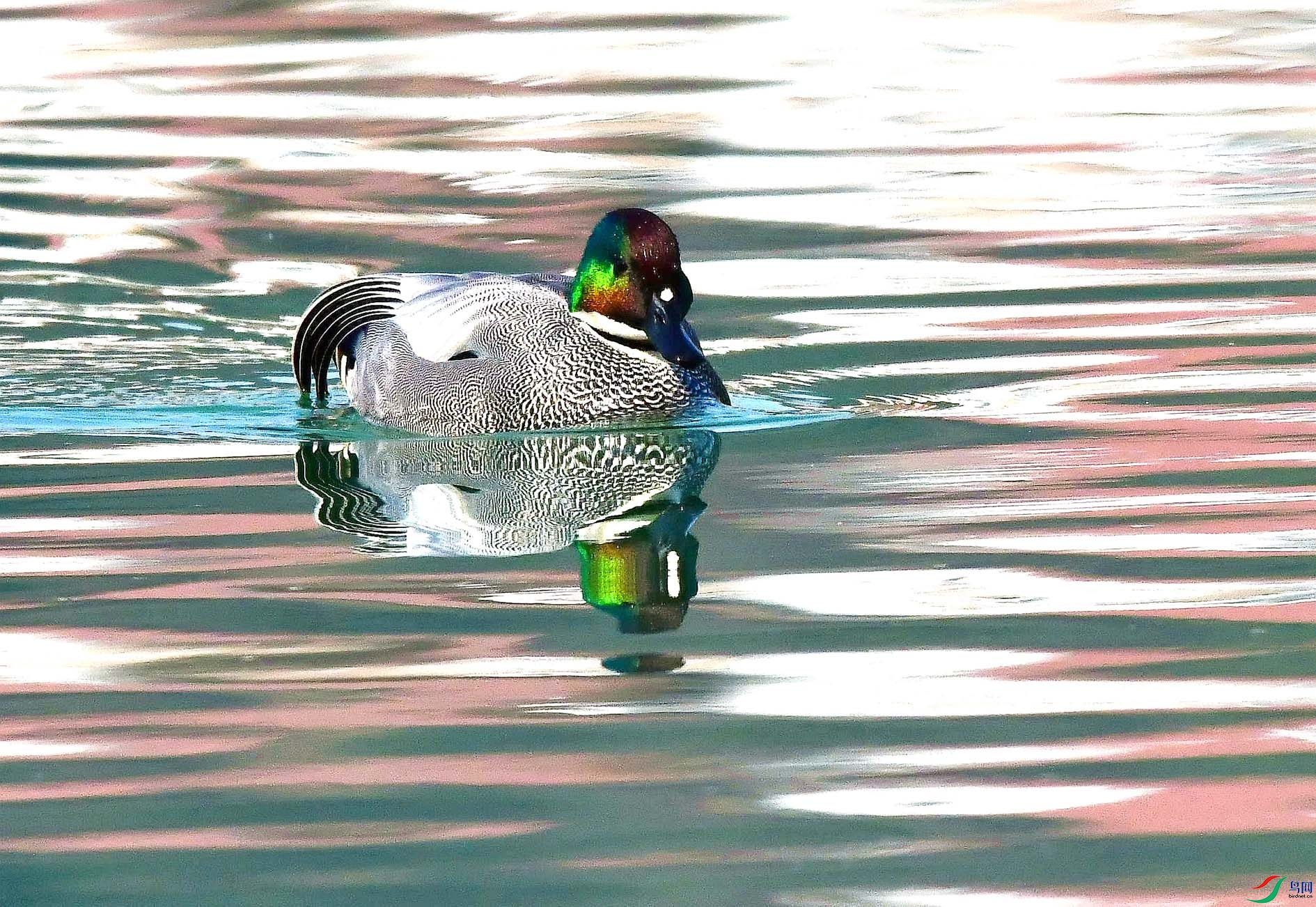 DSC_3774_����.jpg