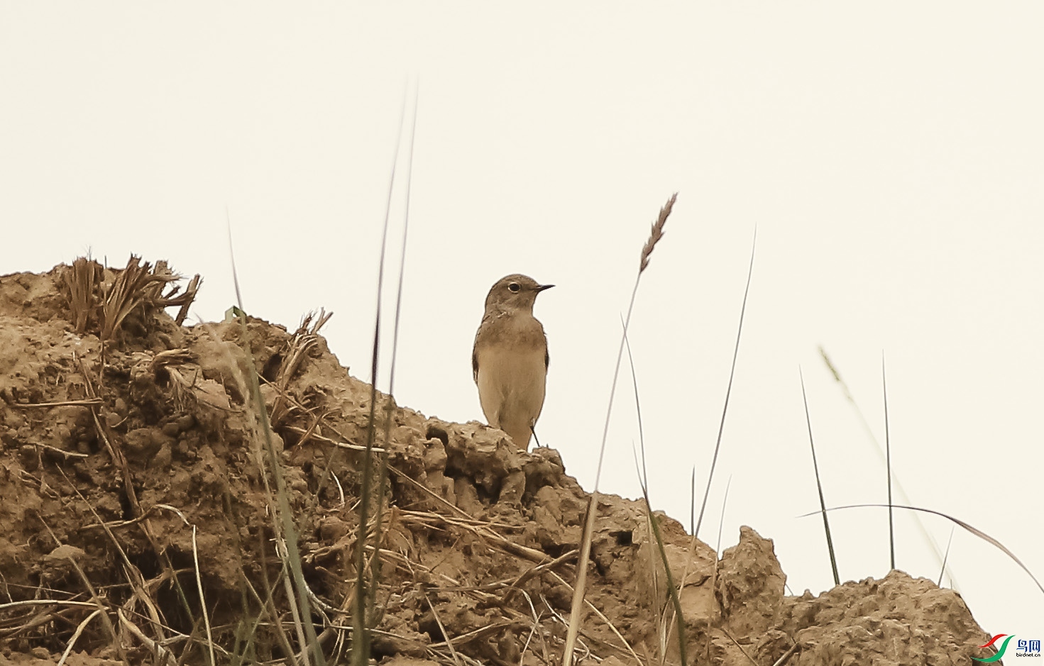 CS3U9863����.jpg