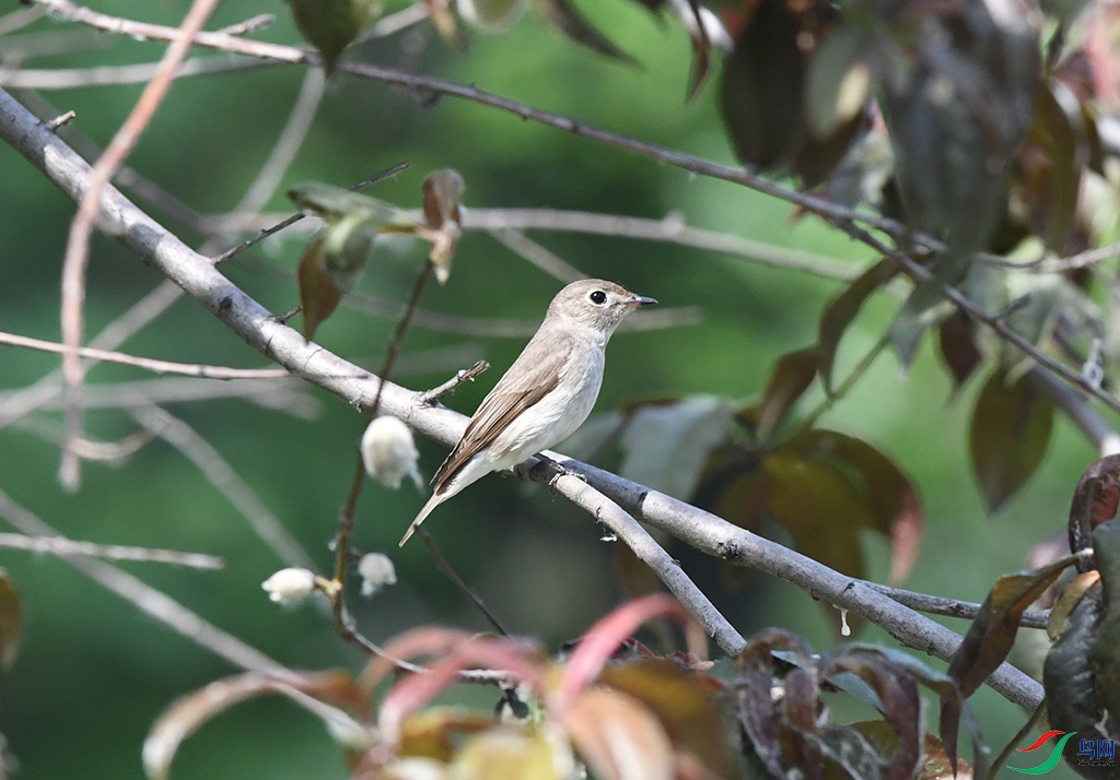DSC_4850.JPG