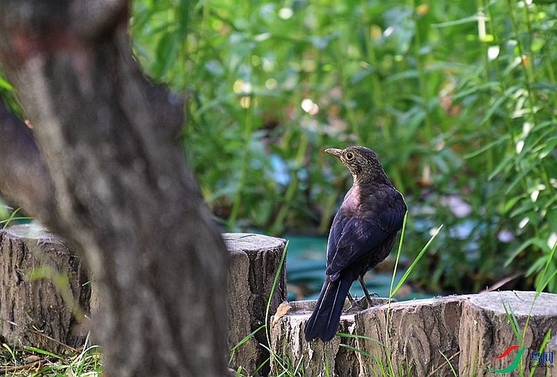 DSC_7530.JPG