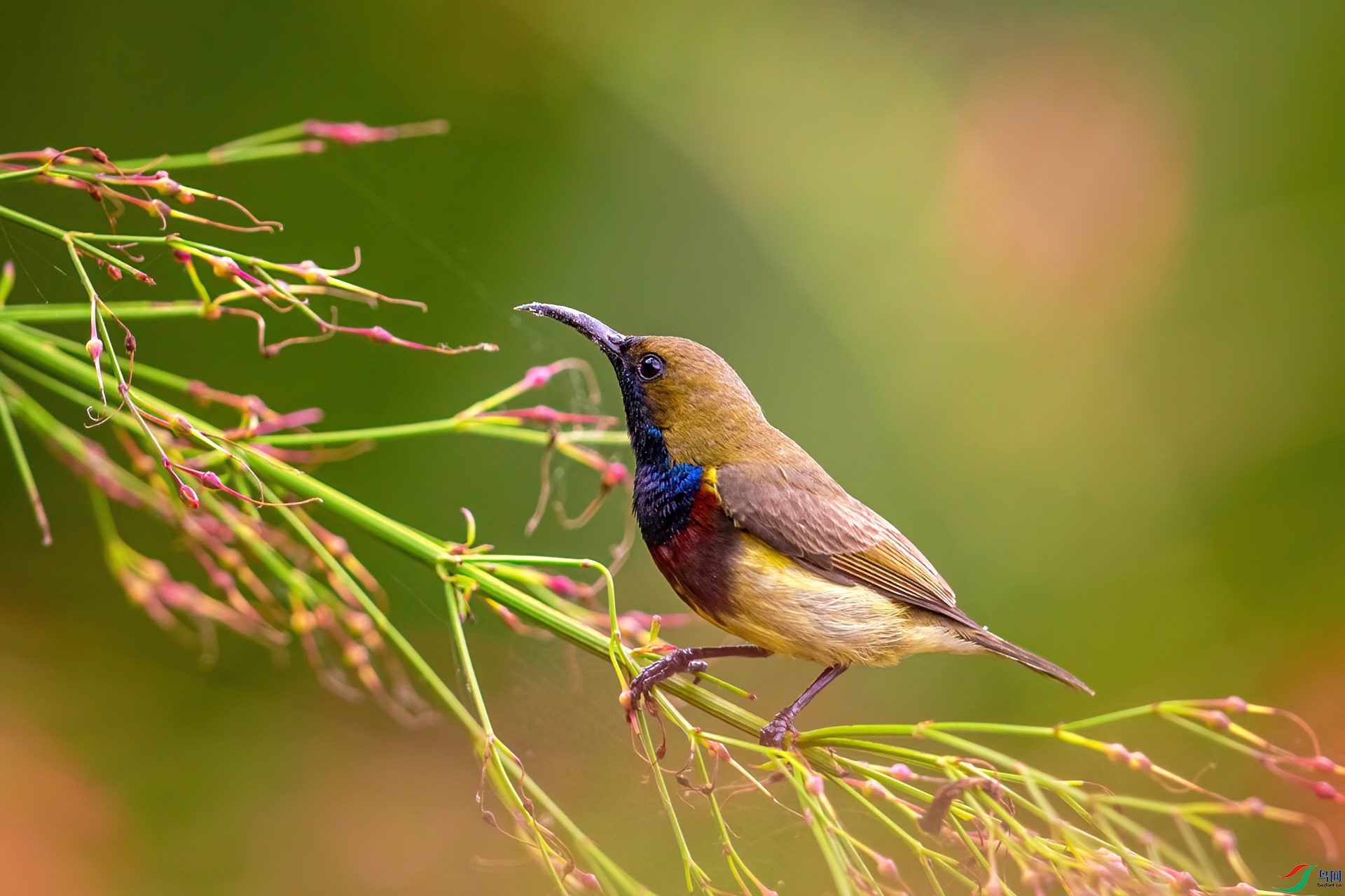 AV2U9185-2 ����-DeNoiseAI-low-light (1).jpg