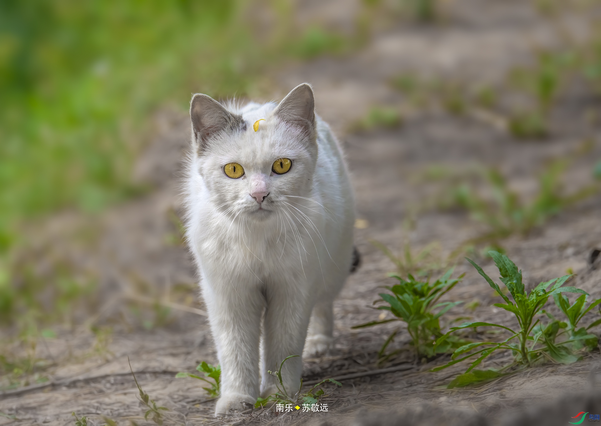 _DSC8052С.jpg
