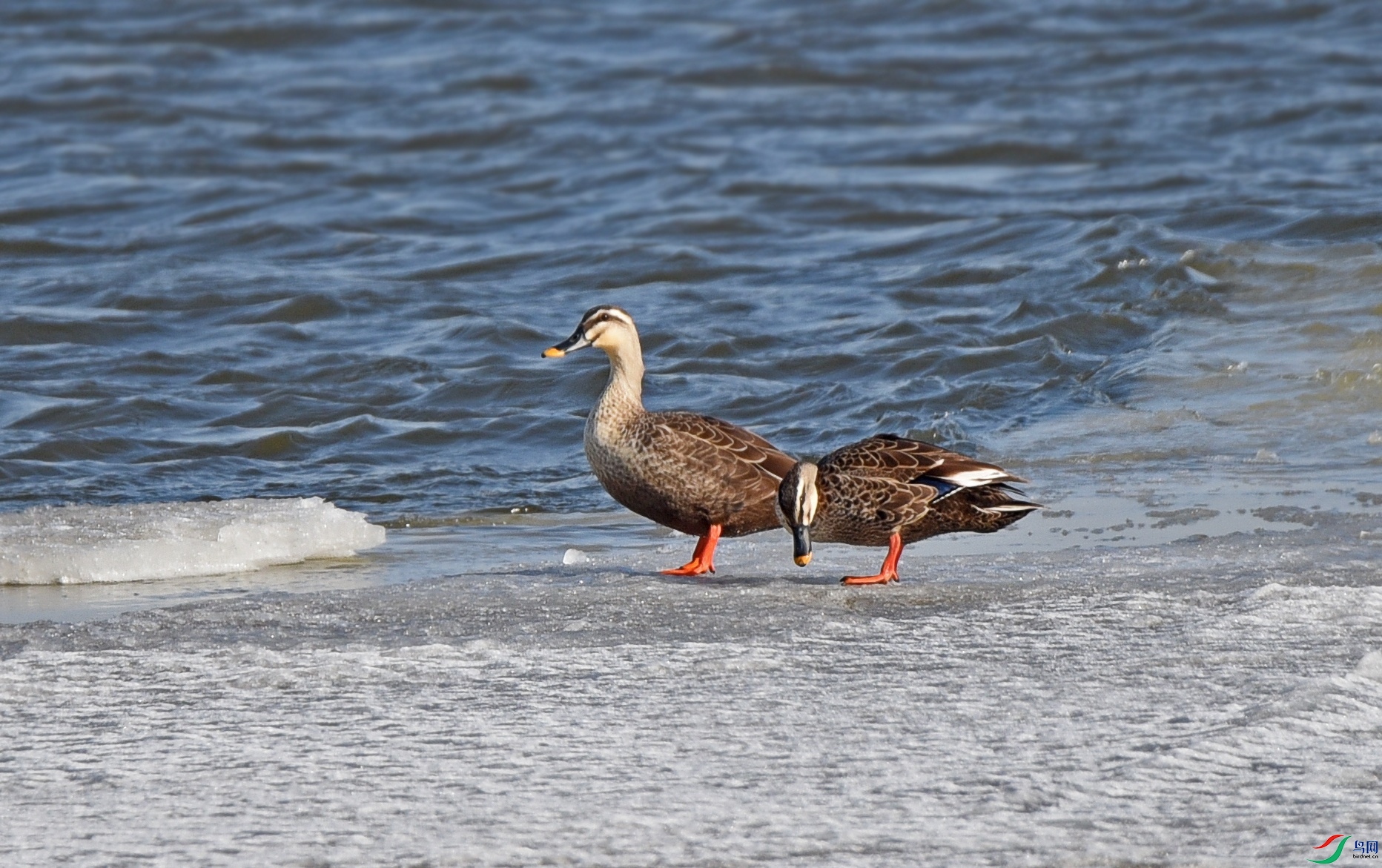 DSC_5418d.jpg