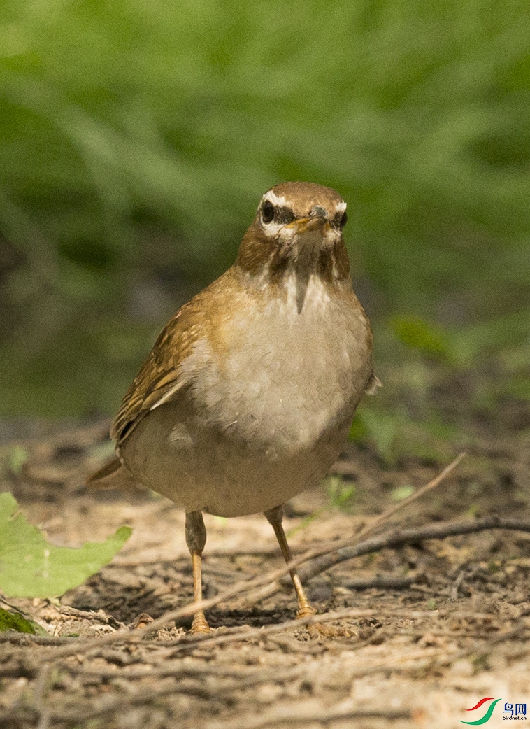 CS3U6264.jpg