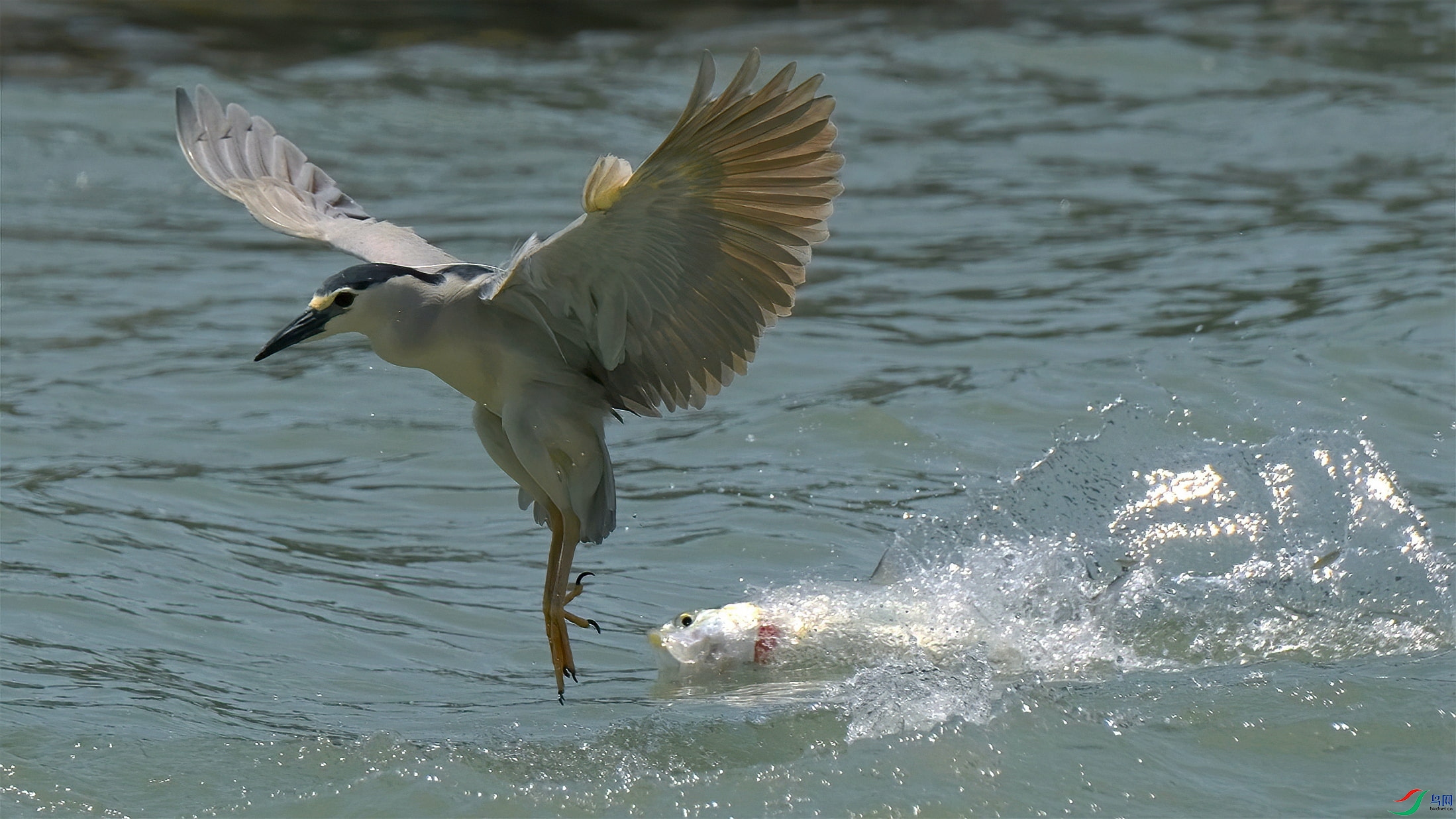 DSCF8733_����_����_����_����-DeNoiseAI-denoise (1).jpg