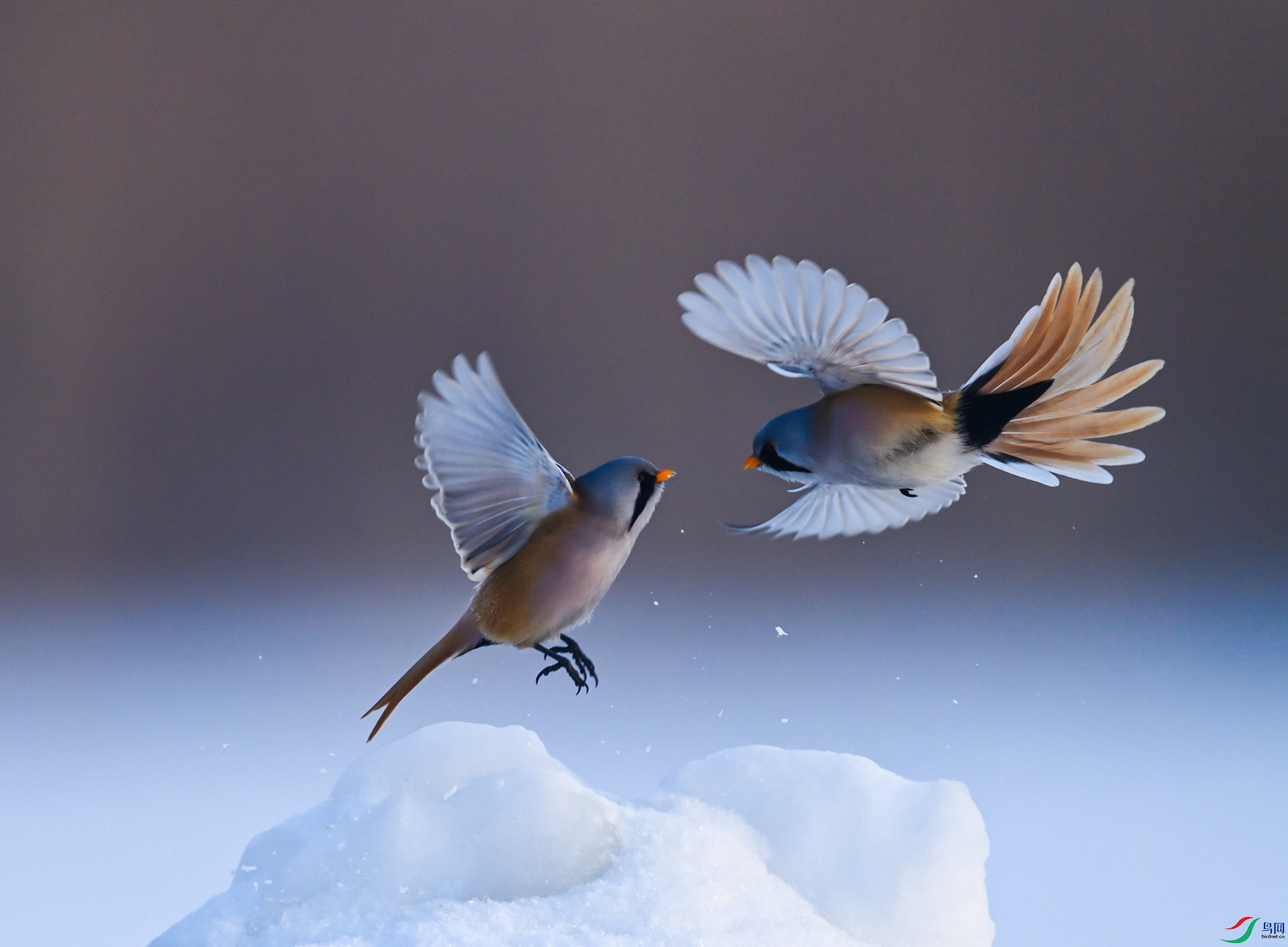 ��ս����չβ��