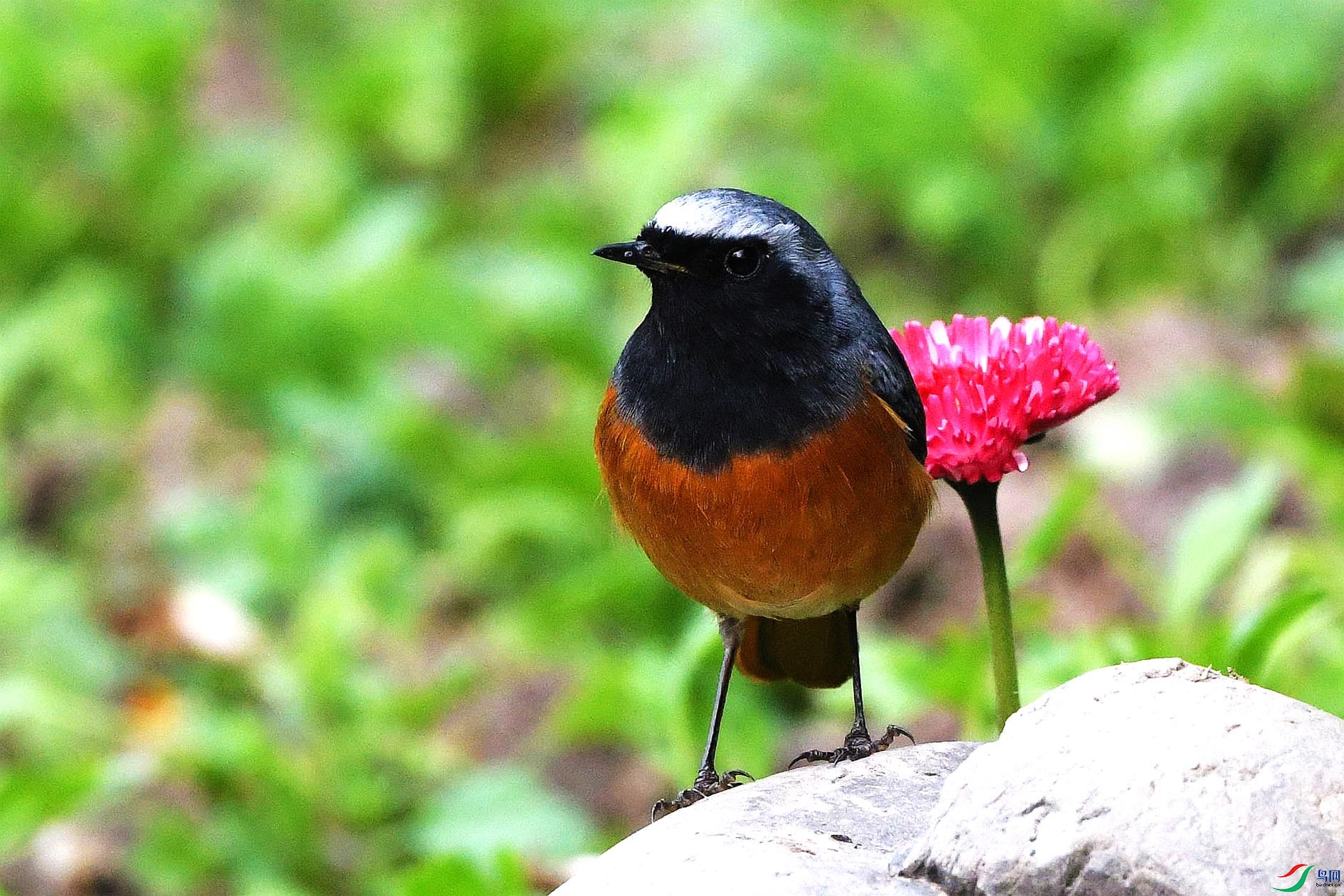 黑喉红尾鸲