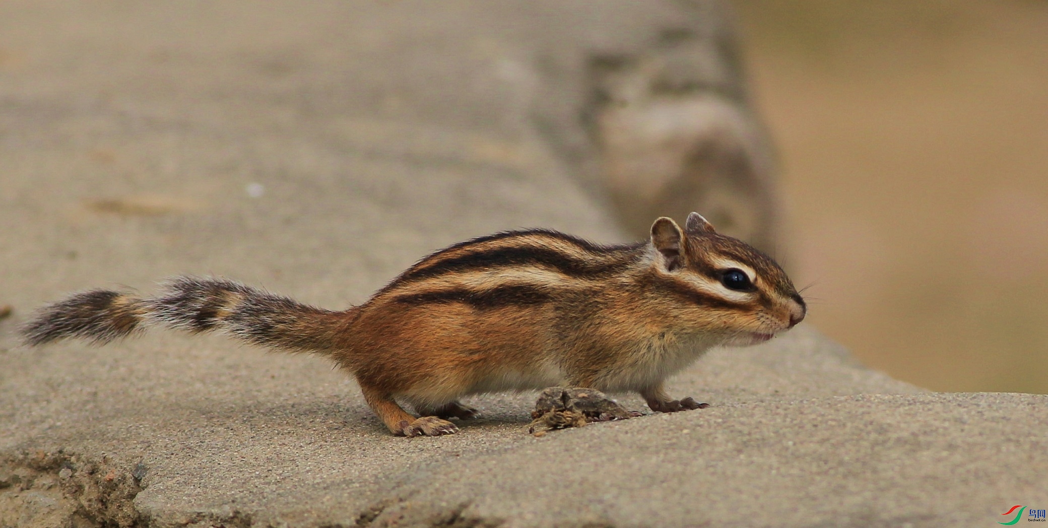 IMG_4779-2mm.jpg