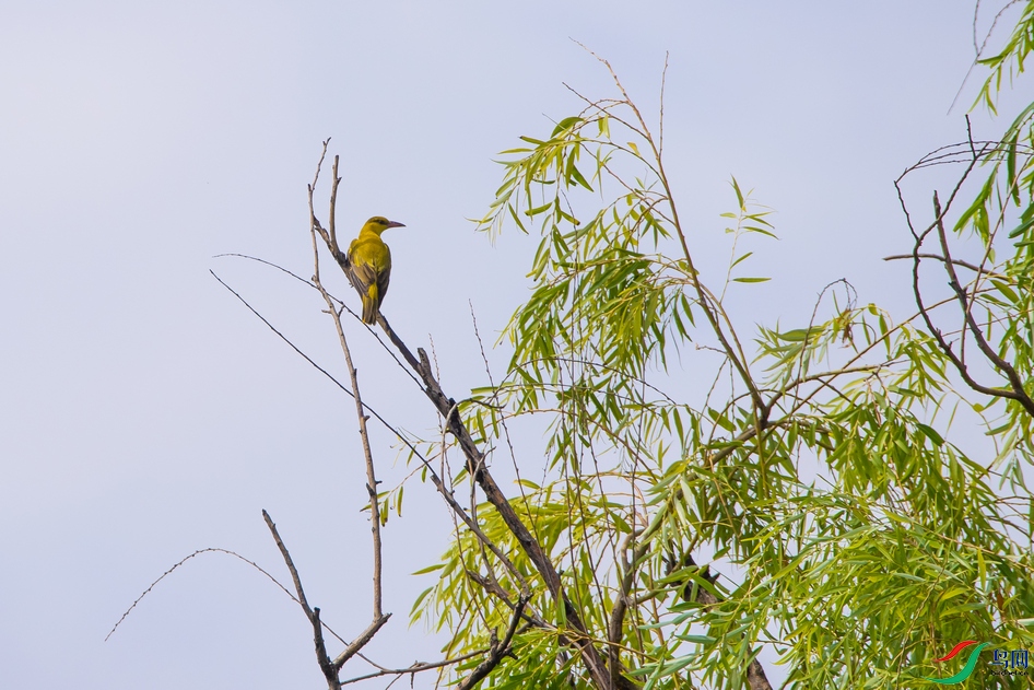 DSC_5812a.jpg