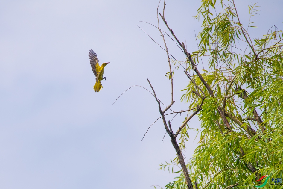 DSC_5803a.jpg