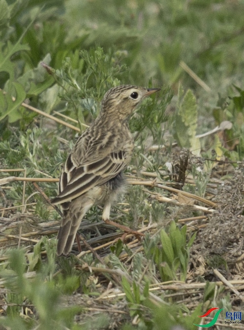CS3U6573.jpg