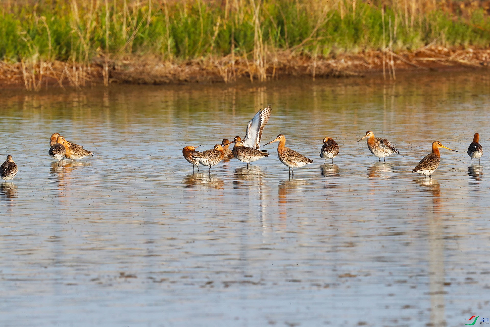 ��β����