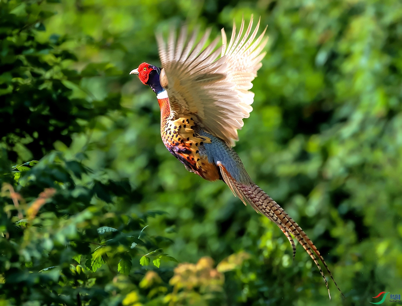 雄鸡展翅,志存高远——