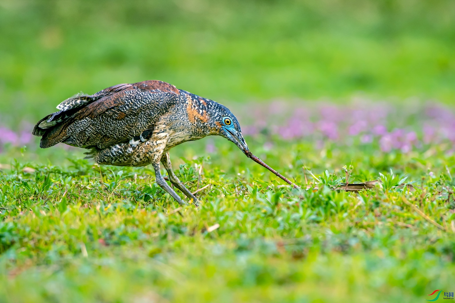 DSC_0533.jpg