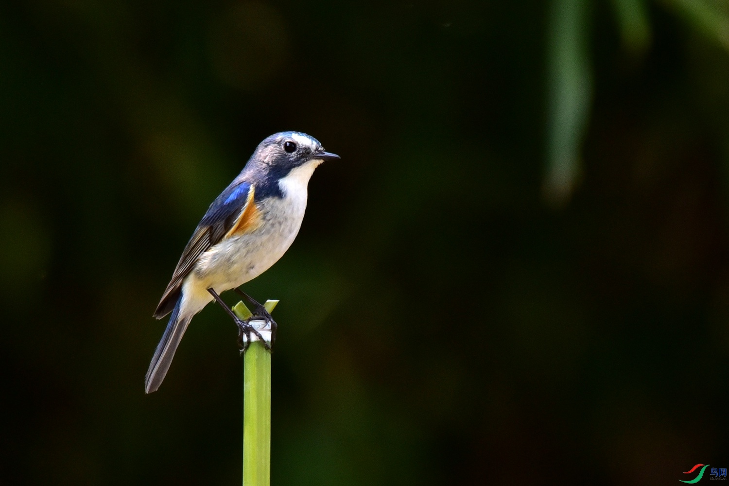 DSC_7753.JPG