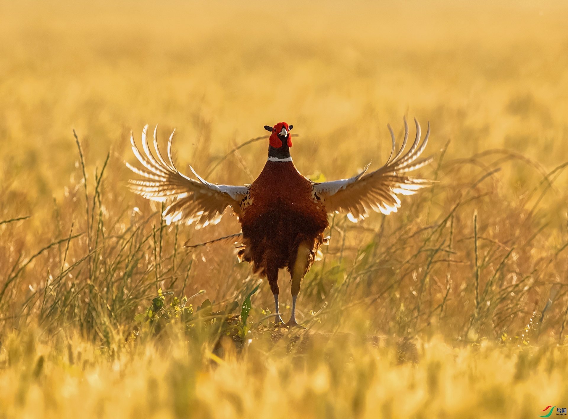 晨鸡祝贺老师作品荣获首页精华