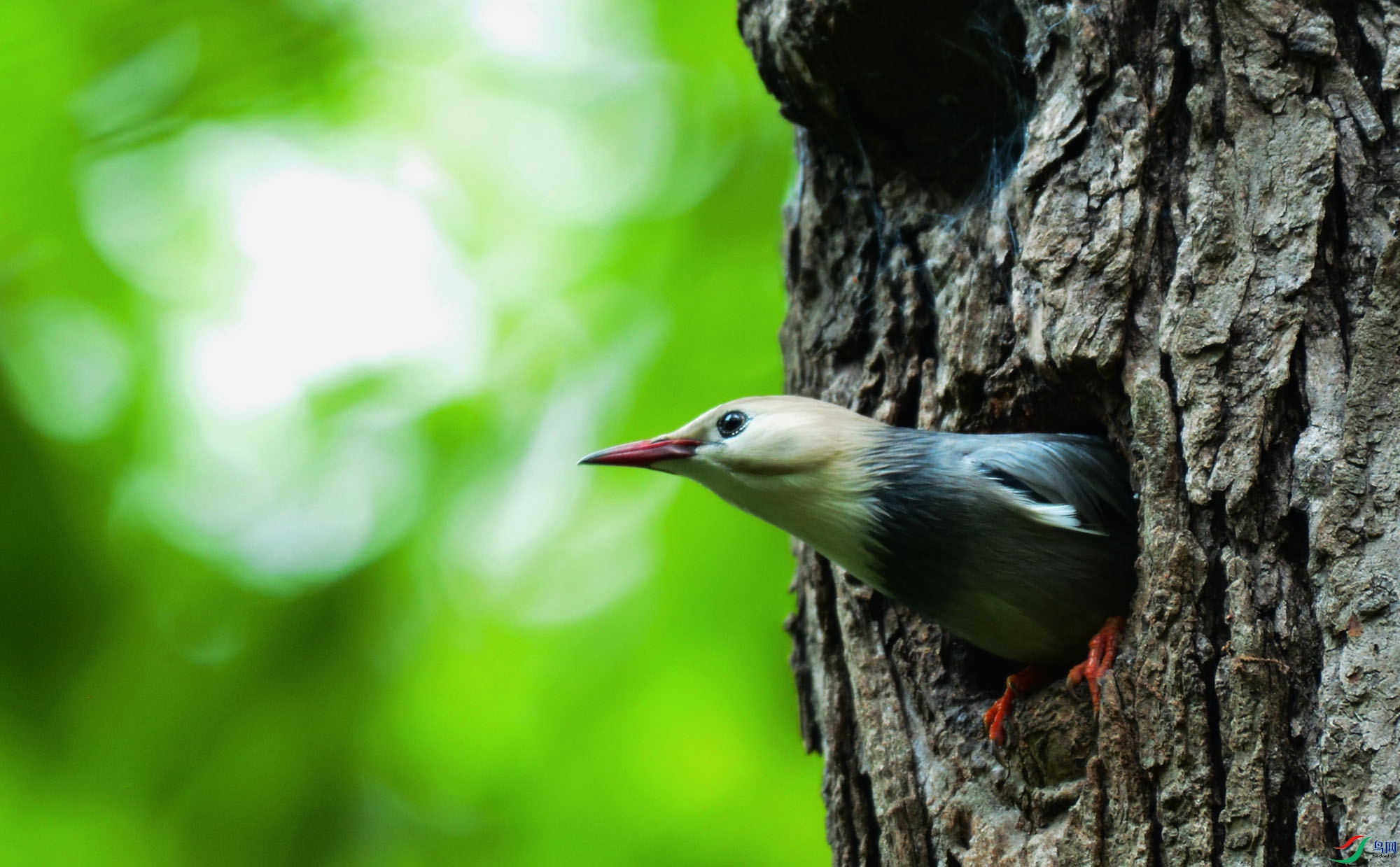 �����ȥ�����L