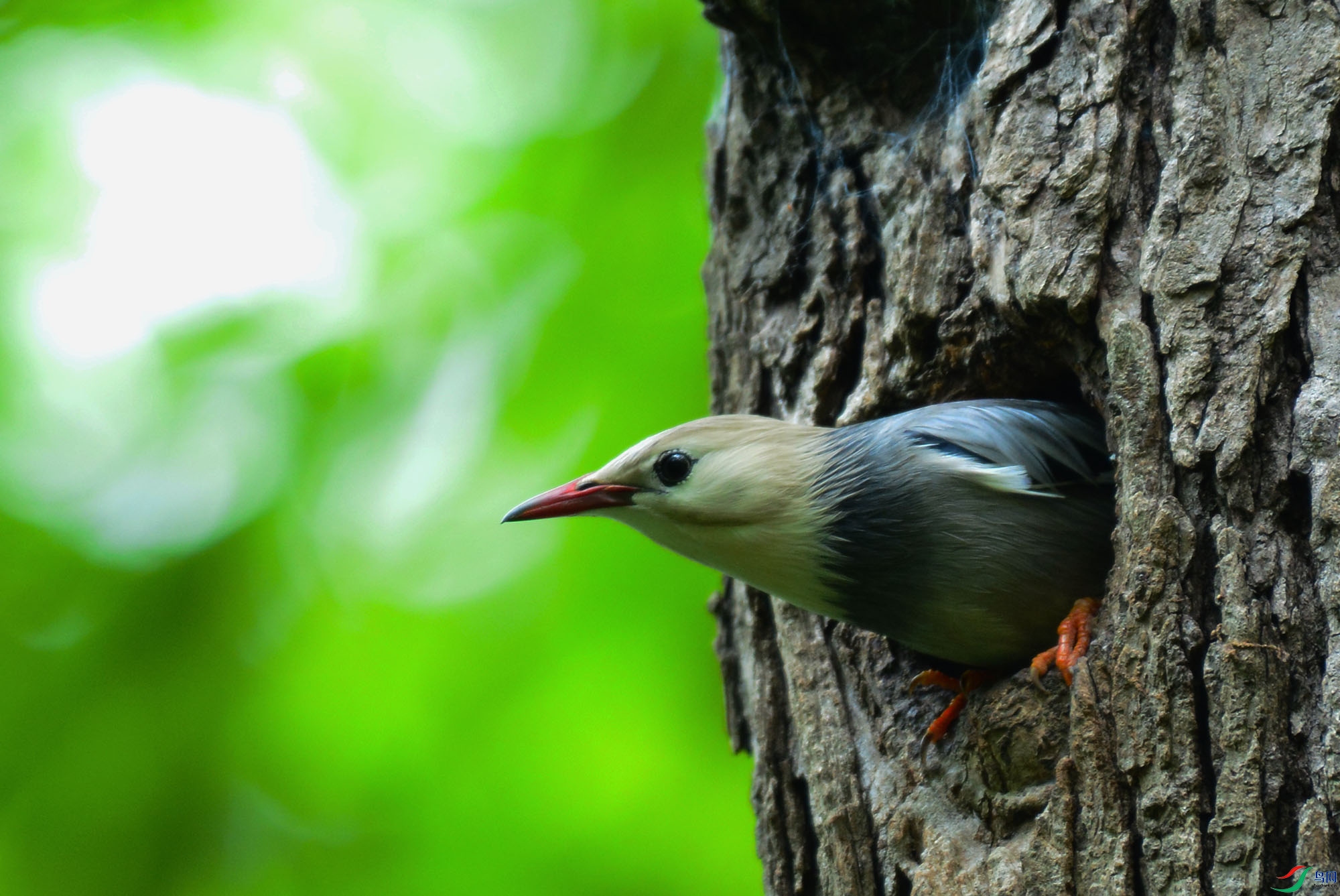 �����ȥ�����L